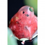 Custom vinyl toys Custom vinyl toys